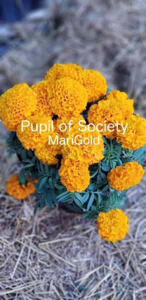MariGold cover. Orange marigolds on dry grass, titled MariGold.